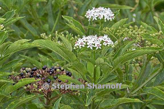 viburnum tinus graphic